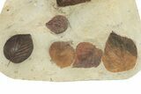 Wide Plate with Seven Fossil Leaves (Four Species) - Montana #262359-3